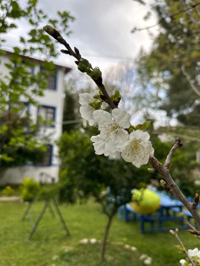 Sakliderebutikotel 에드레미트 외부 사진